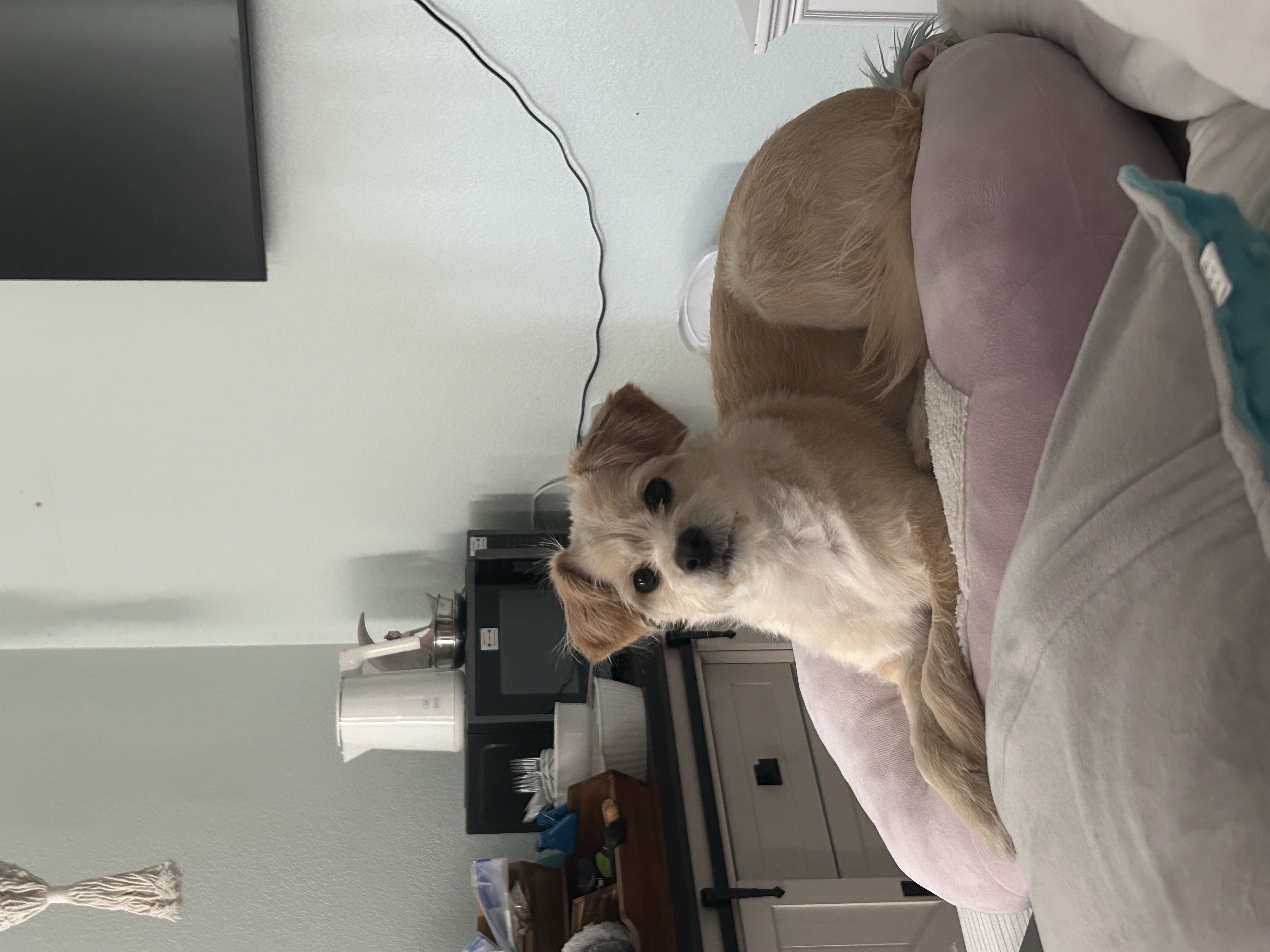 A small tan-and-white dog named Toffee rests on a soft pink bed indoors, looking toward the camera in a cozy bedroom setting.