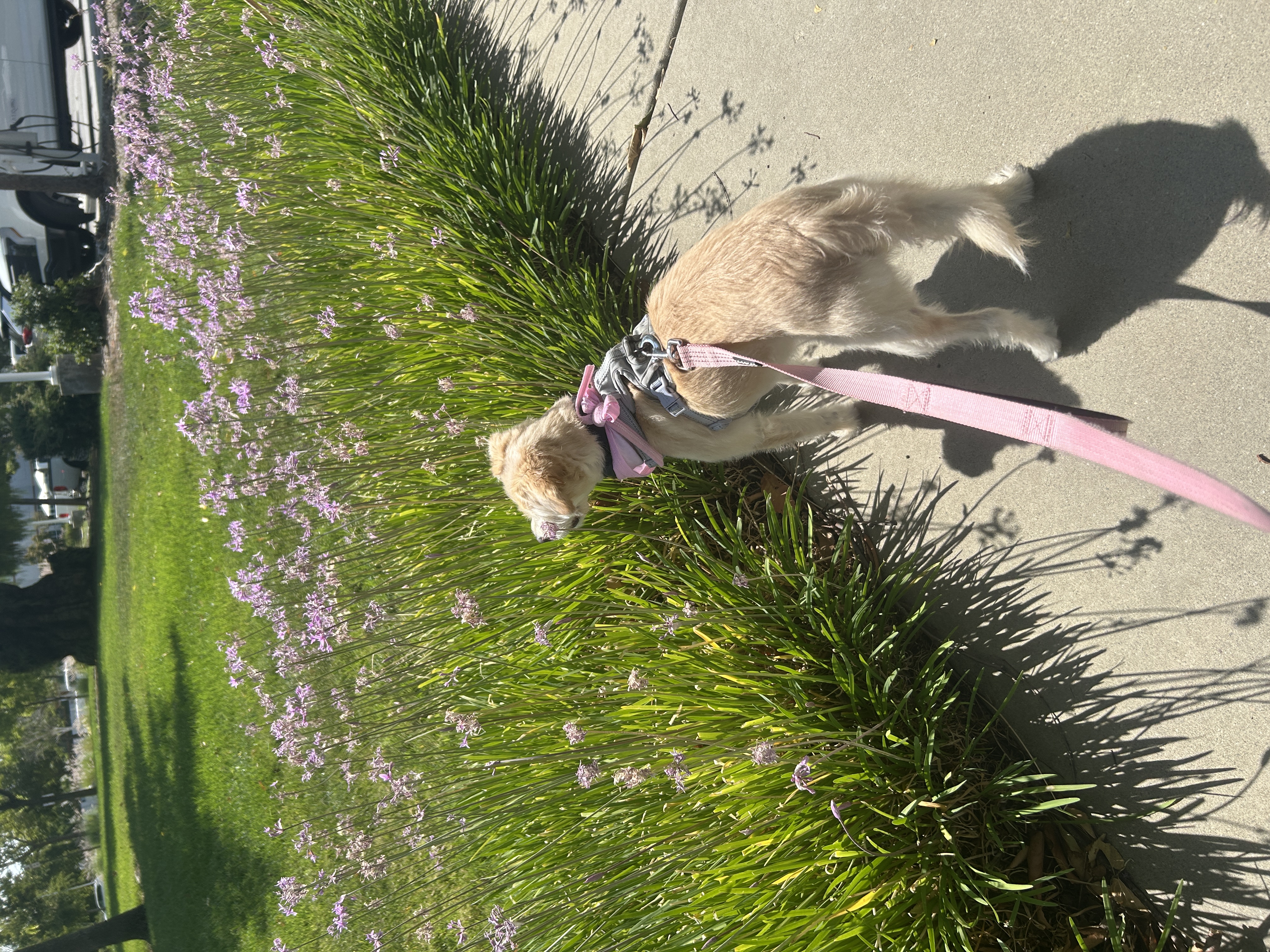 Toffee stands on a sunny sidewalk with her face close to a large patch of small purple flowers, wearing a pink leash and harness.