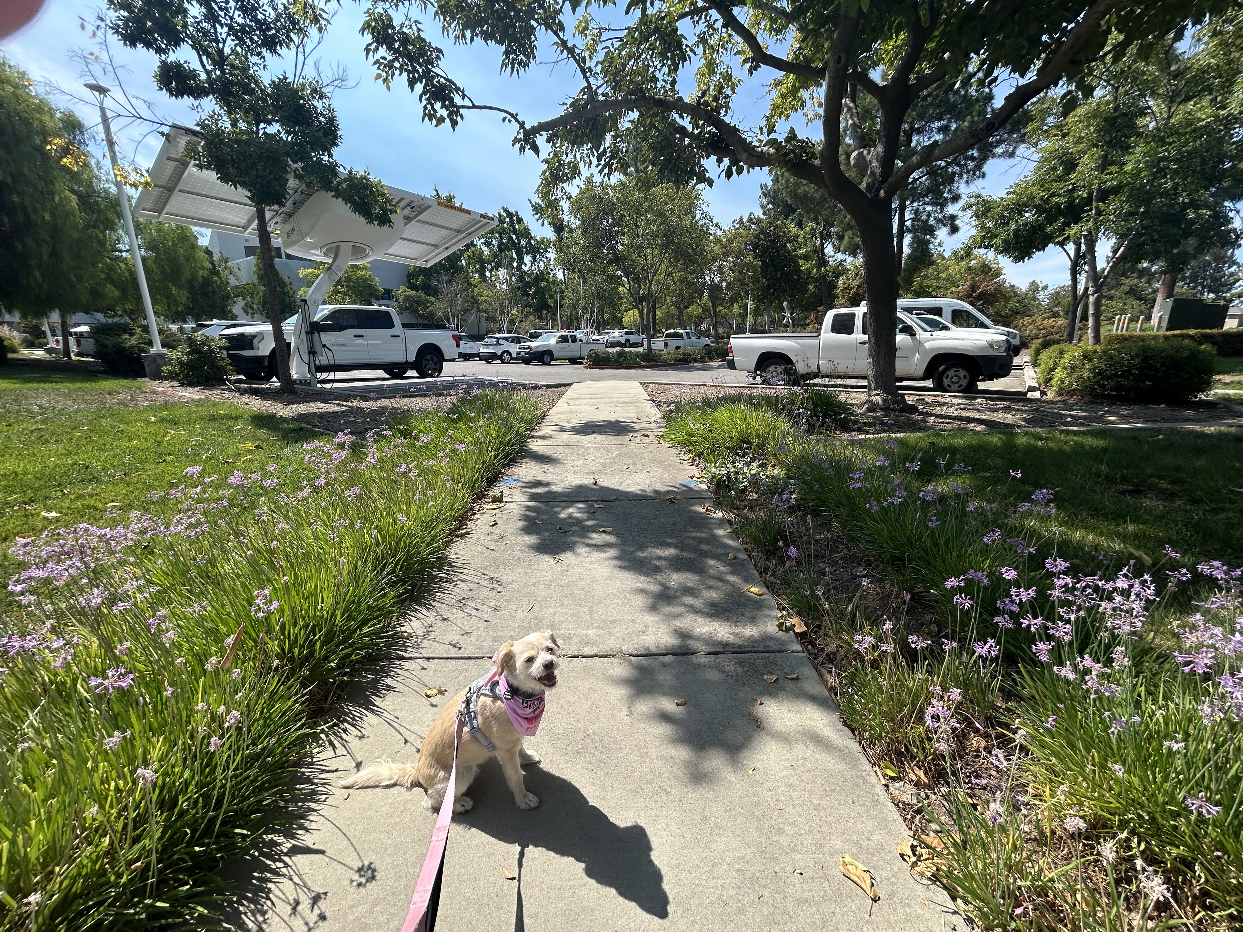 Toffee sits smiling on a sunny sidewalk surrounded by purple flowers and trees, wearing a pink birthday bandana.