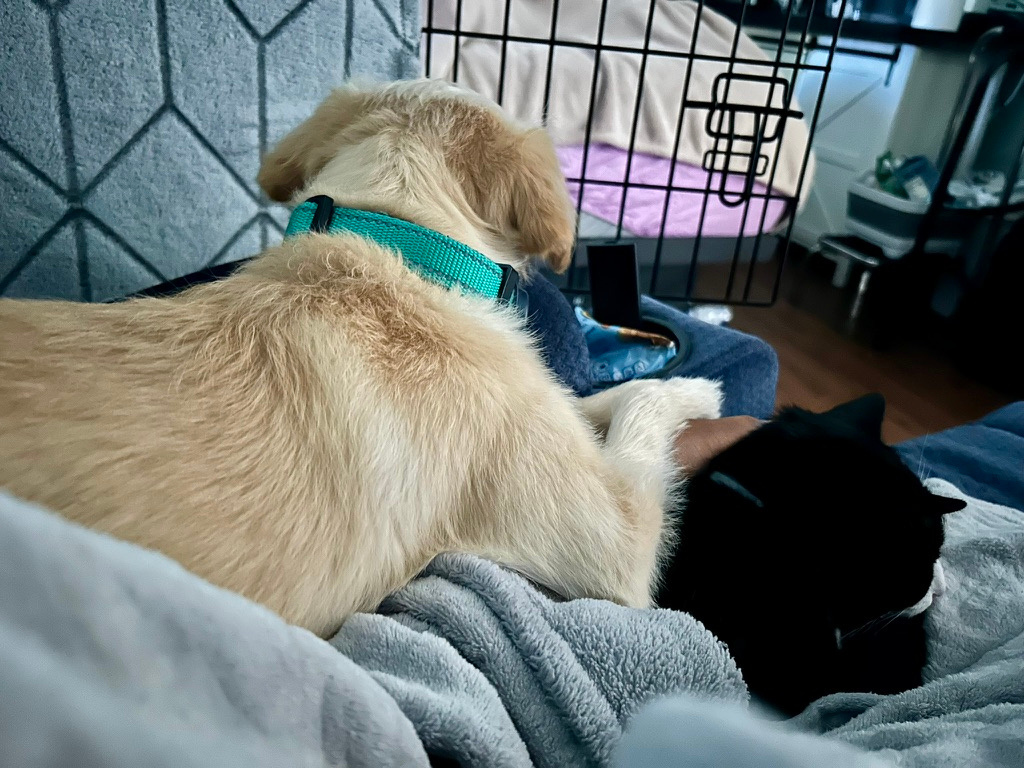 Harshini's dog and cat cuddled together on a chair, with Harshini's hand resting between them.